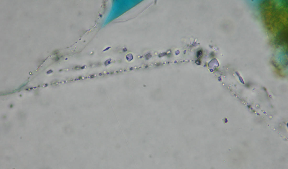 Optical Photomicrograph showing fluid inclusions